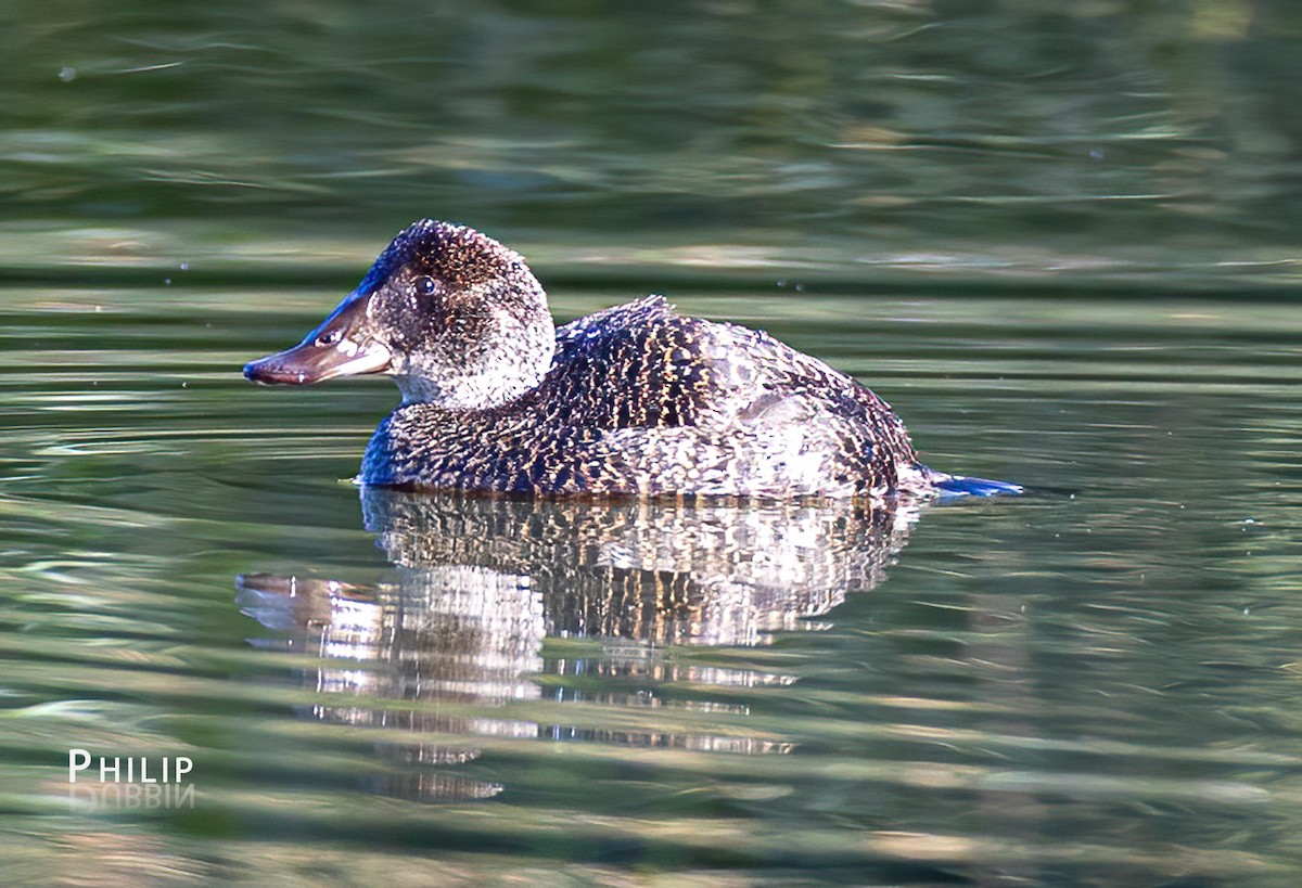 Blue-billed Duck - ML638263851