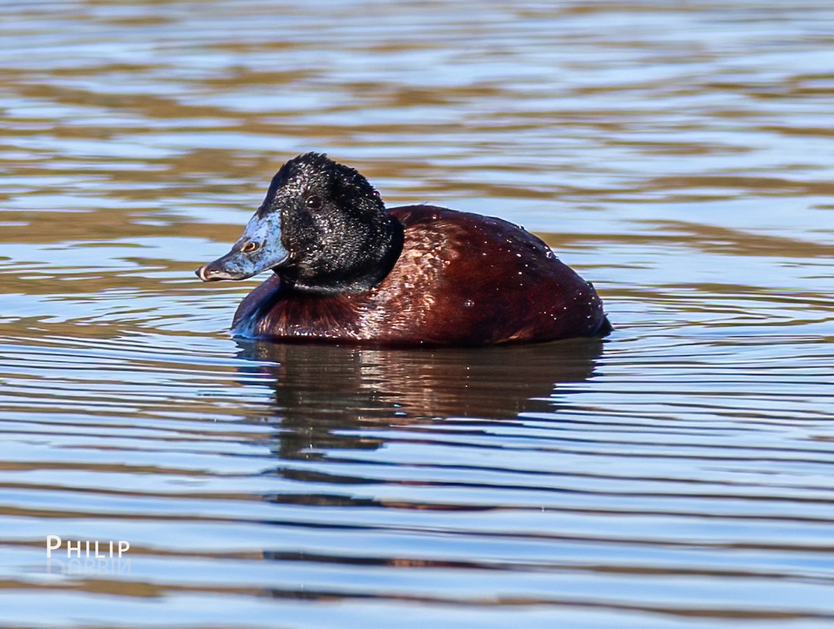 Blue-billed Duck - ML638263852