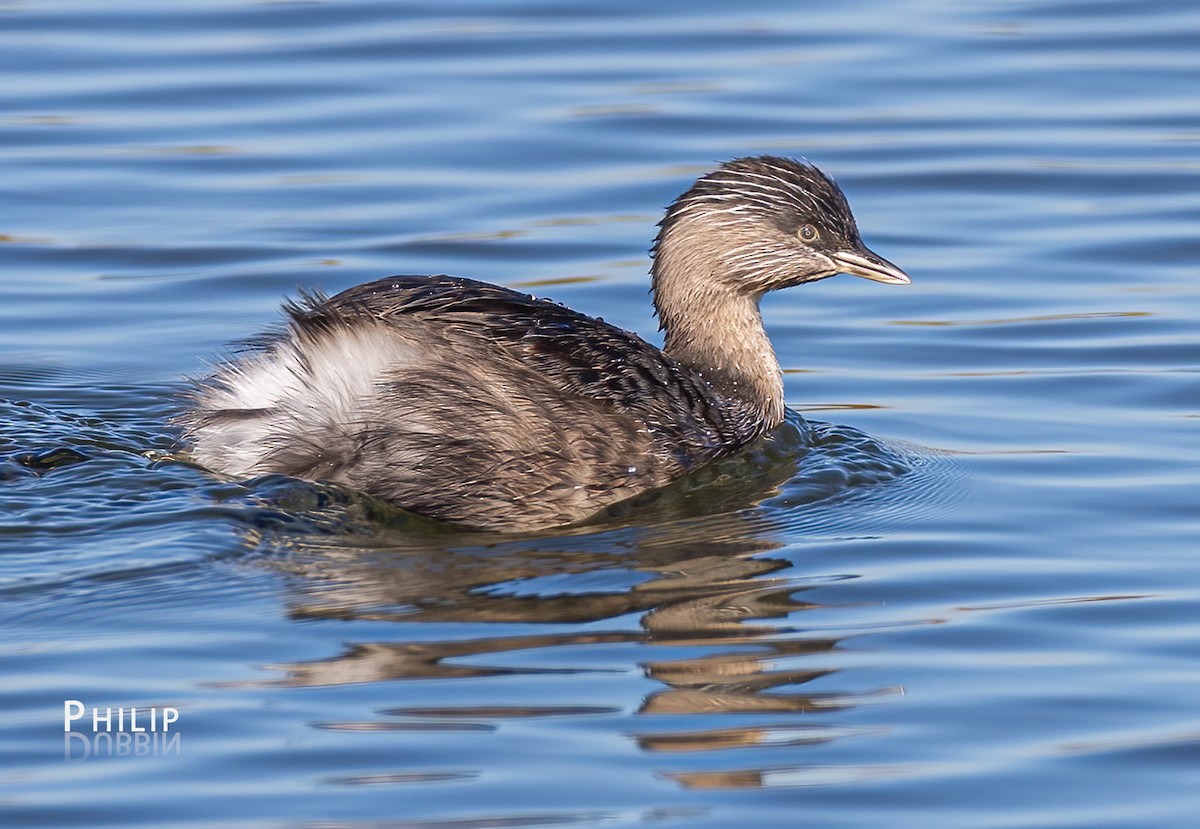 Hoary-headed Grebe - ML638263853