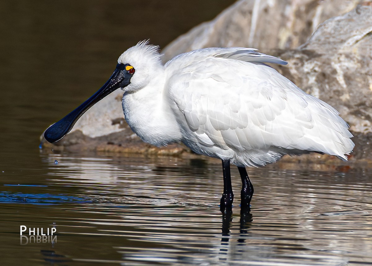 Royal Spoonbill - ML638263858