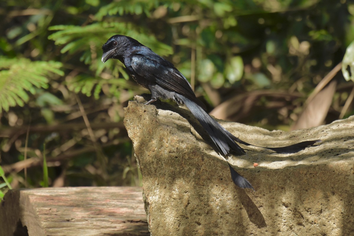 Greater Racket-tailed Drongo - ML638263859