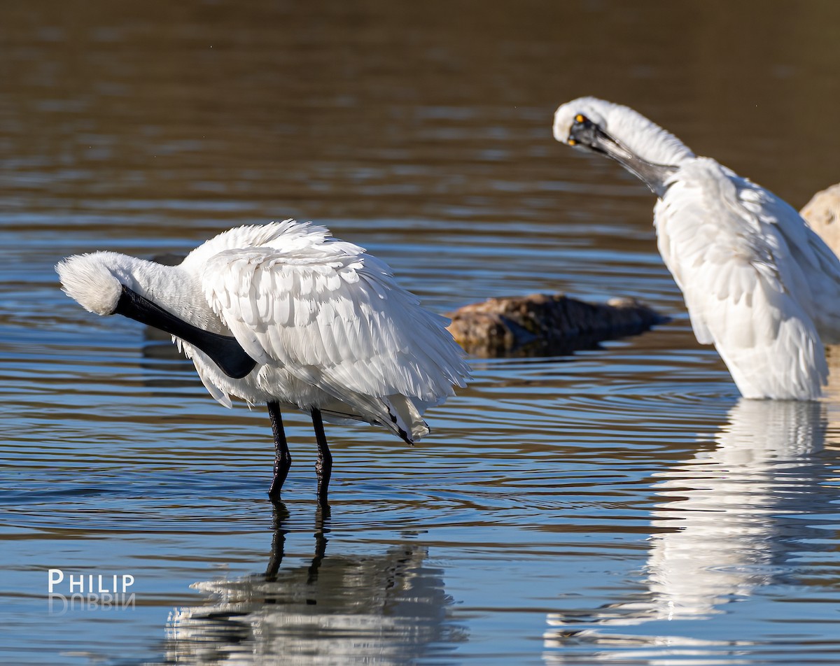 Royal Spoonbill - ML638263860