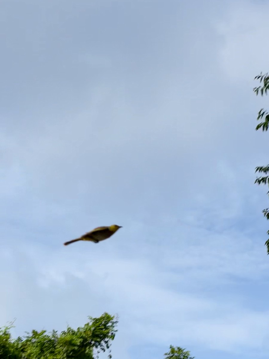Yellow-throated Bulbul - ML638263861