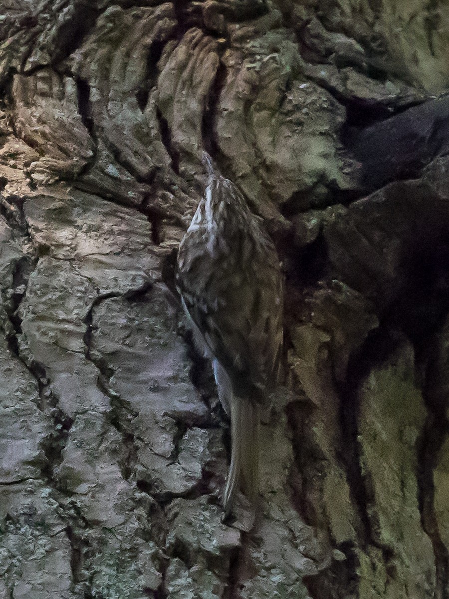 Eurasian Treecreeper - ML638263864