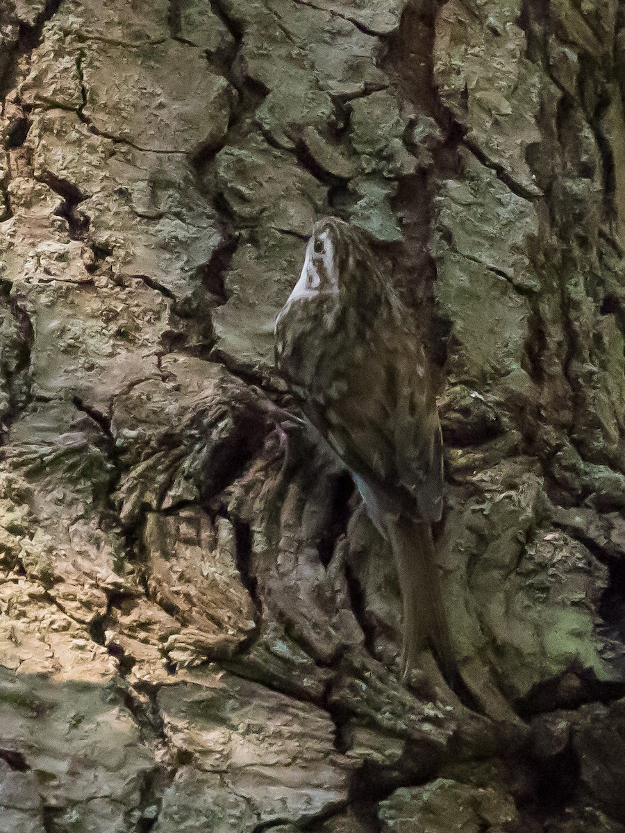 Eurasian Treecreeper - ML638263865