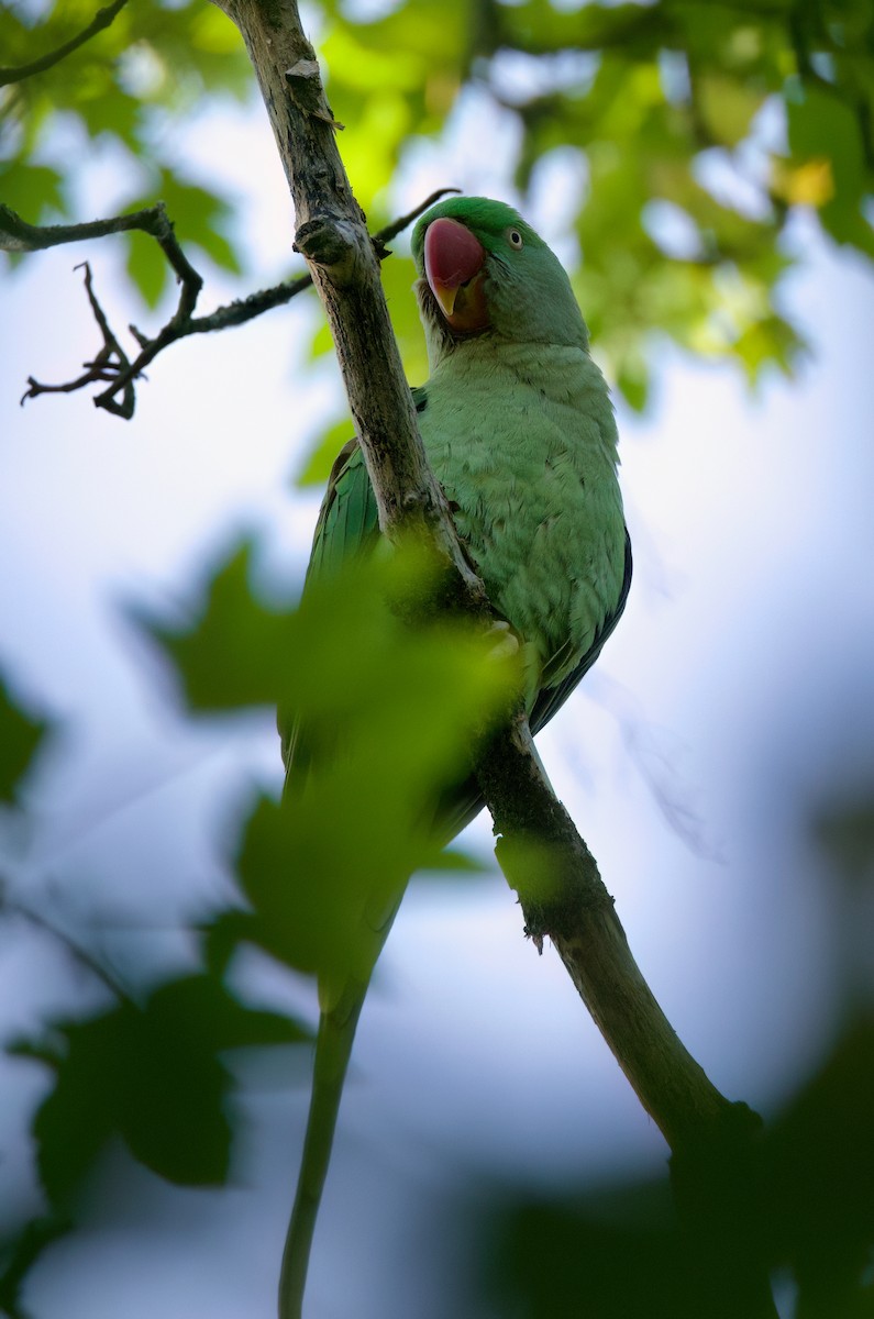 オオホンセイインコ - ML638263874