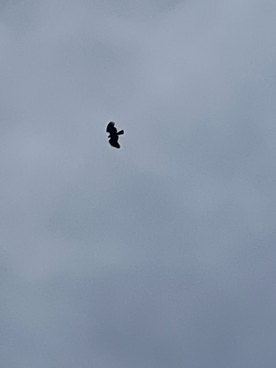 Black Eagle - ML638263886