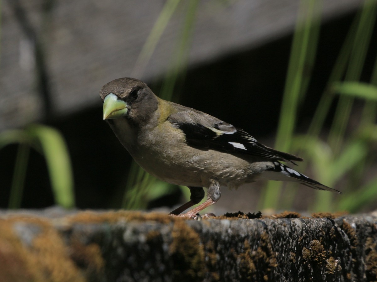 Evening Grosbeak - ML638263898
