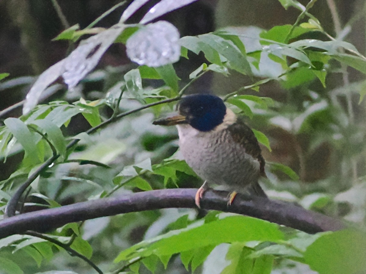 Scaly-breasted Kingfisher - ML638263901