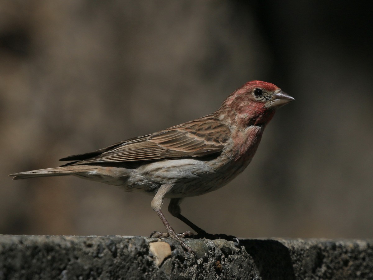 Cassin's Finch - ML638263906