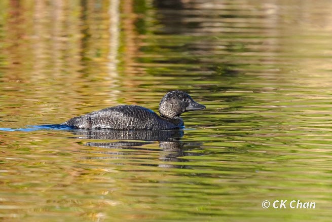 Musk Duck - ML638263907