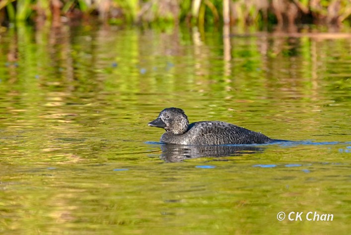 Musk Duck - ML638263909