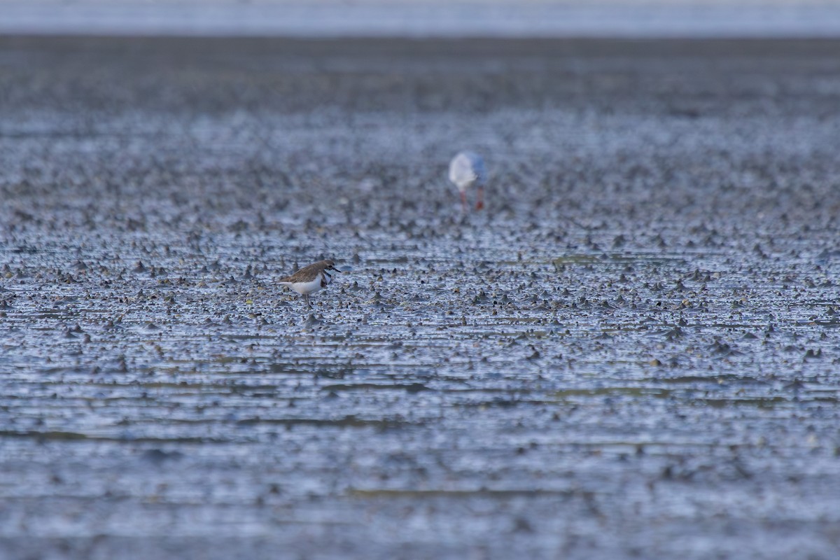 Double-banded Plover - ML638263910