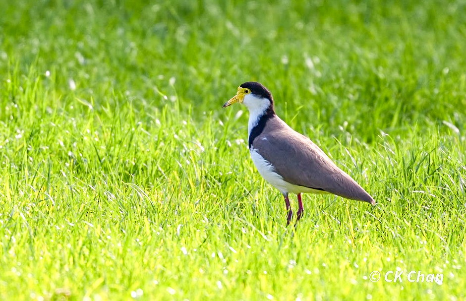 Masked Lapwing - ML638263911