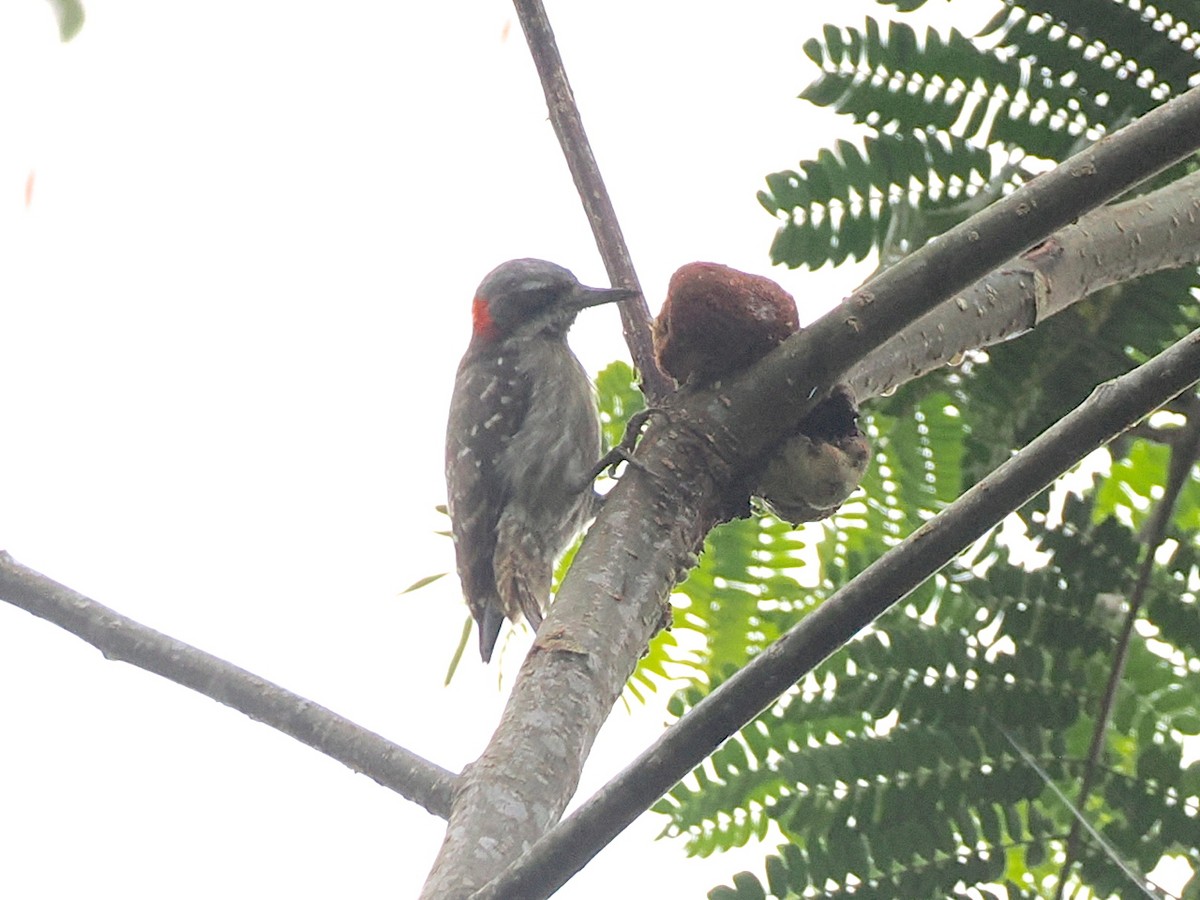 Sulawesi Pygmy Woodpecker - ML638263912