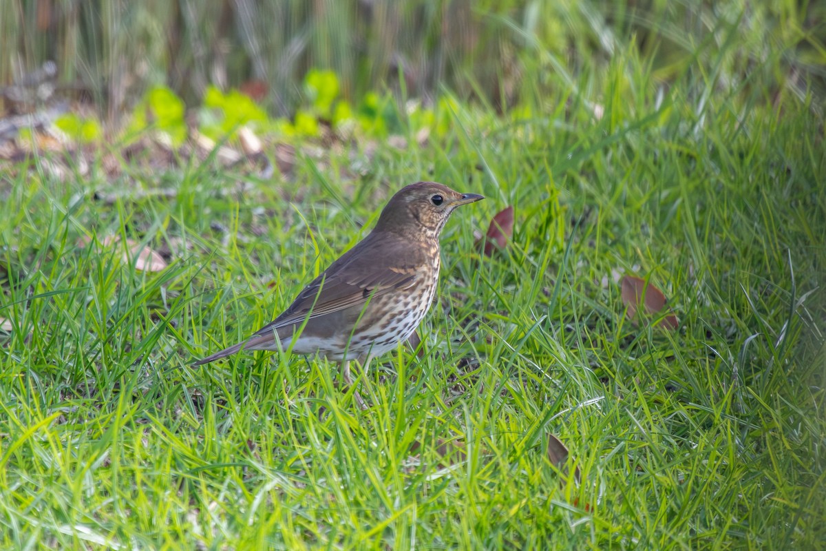Song Thrush - ML638263913
