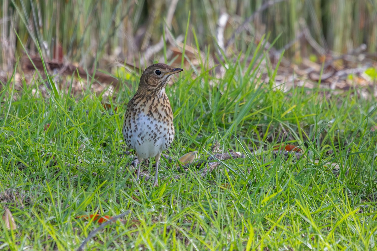 Song Thrush - ML638263914