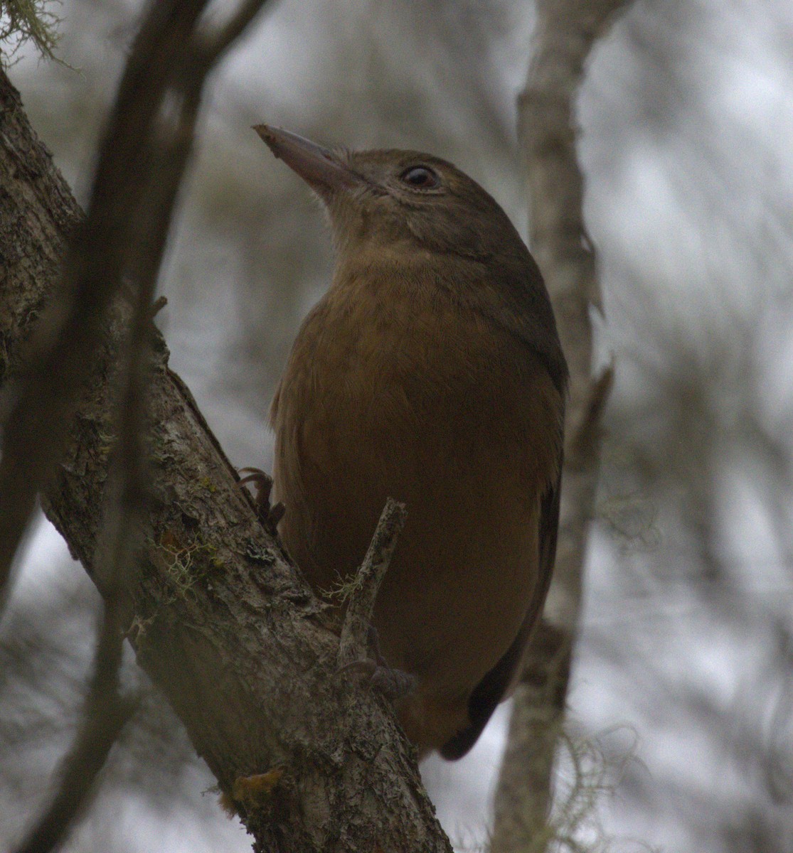 Rufous Shrikethrush - ML638263916