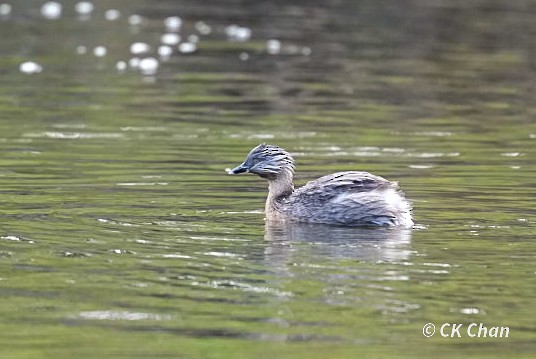 Hoary-headed Grebe - ML638263918