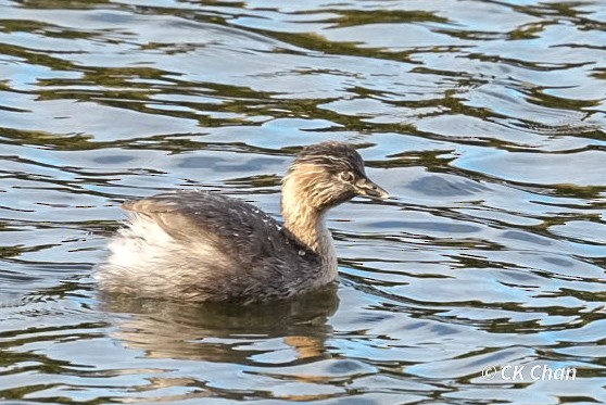 Hoary-headed Grebe - ML638263919