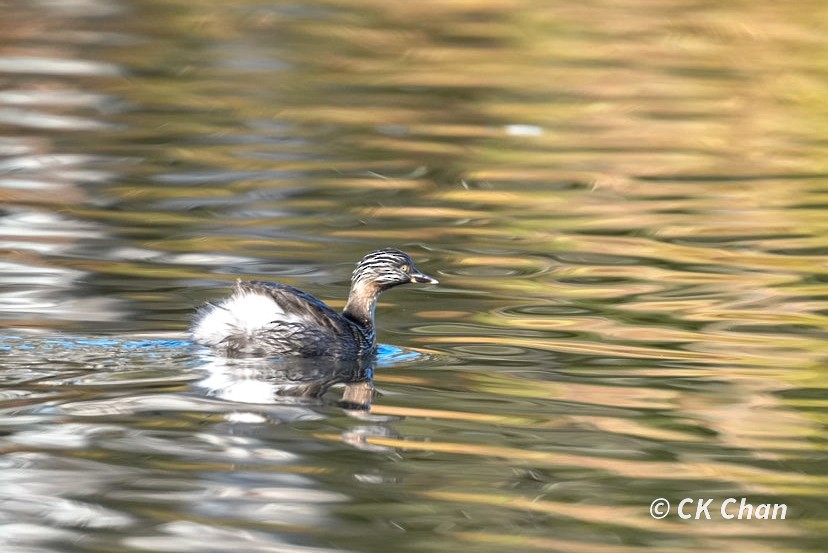 Hoary-headed Grebe - ML638263920
