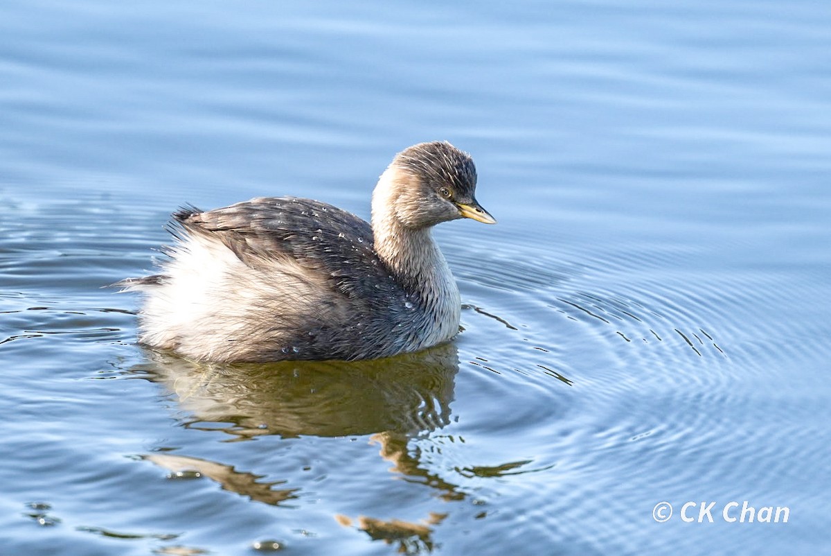 Hoary-headed Grebe - ML638263921
