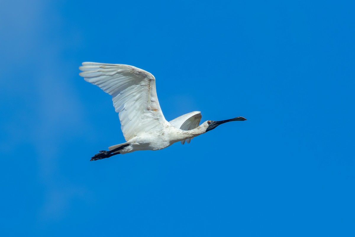 Royal Spoonbill - ML638263923