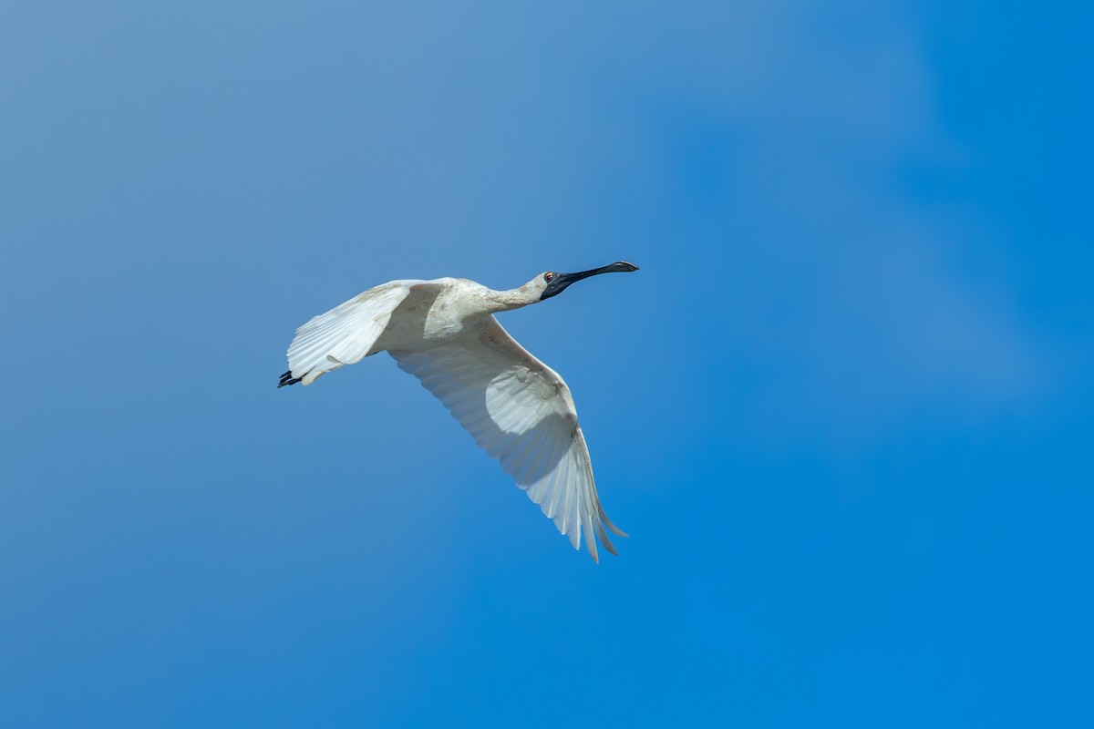 Royal Spoonbill - ML638263924