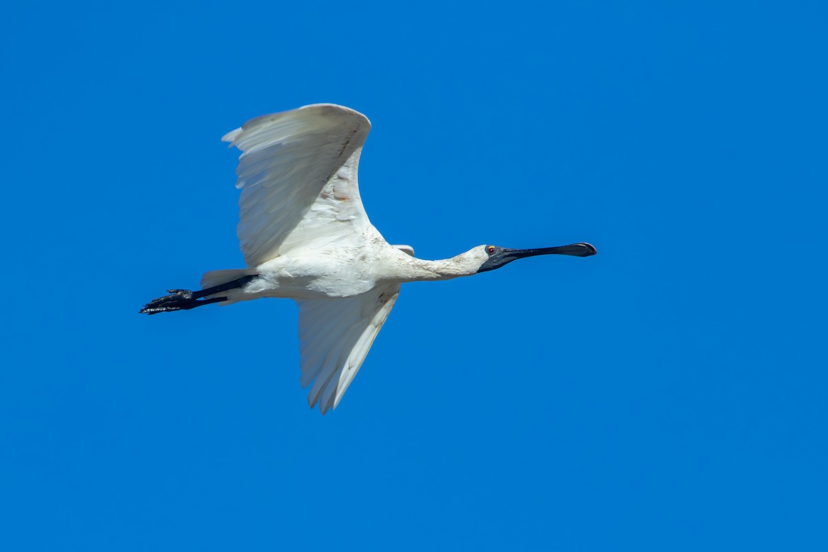 Royal Spoonbill - ML638263925