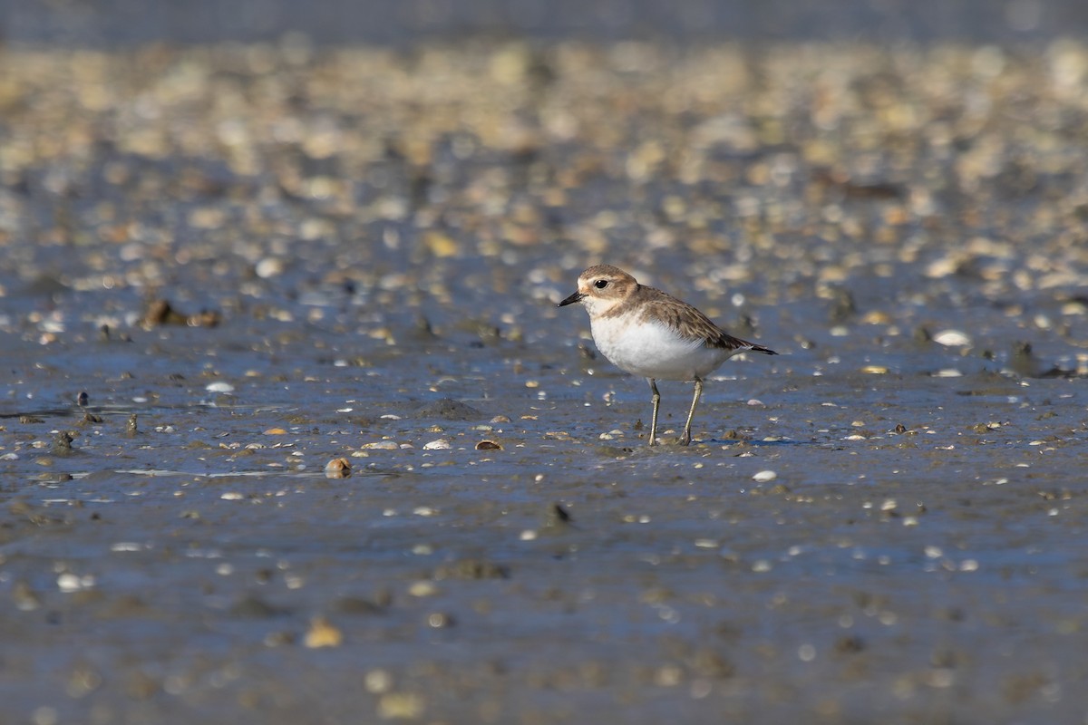 Double-banded Plover - ML638263927