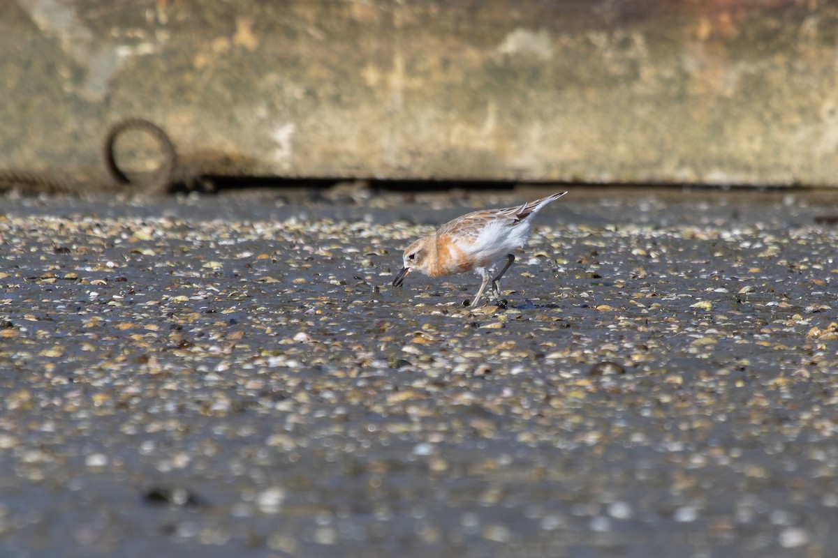 Red-breasted Dotterel - ML638263929
