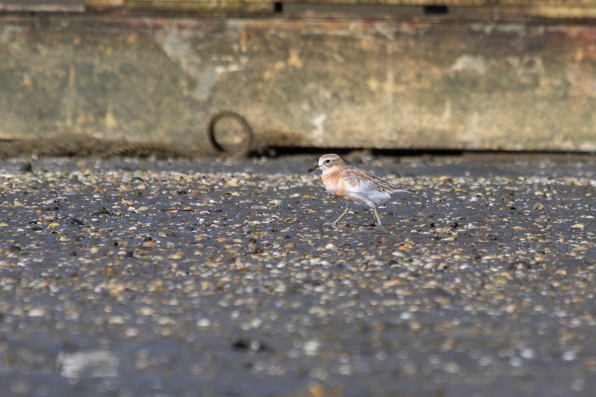 Red-breasted Dotterel - ML638263930