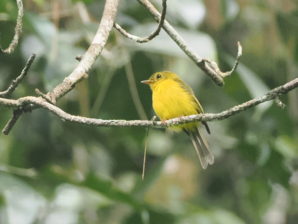 Citrine Canary-Flycatcher - ML638263933