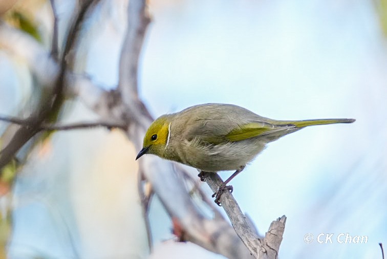 White-plumed Honeyeater - ML638263936