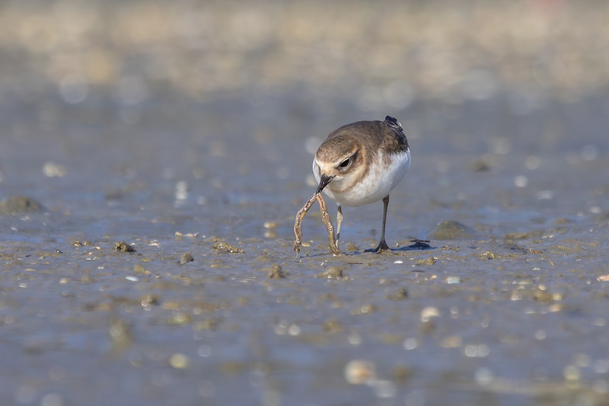 Double-banded Plover - ML638263938