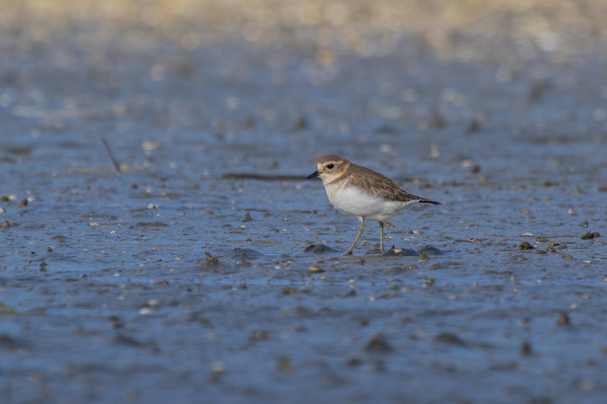 Double-banded Plover - ML638263939