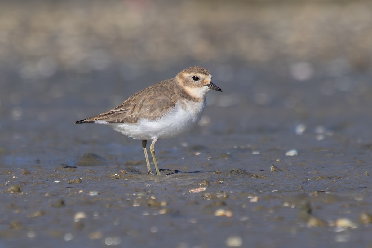 Double-banded Plover - ML638263944