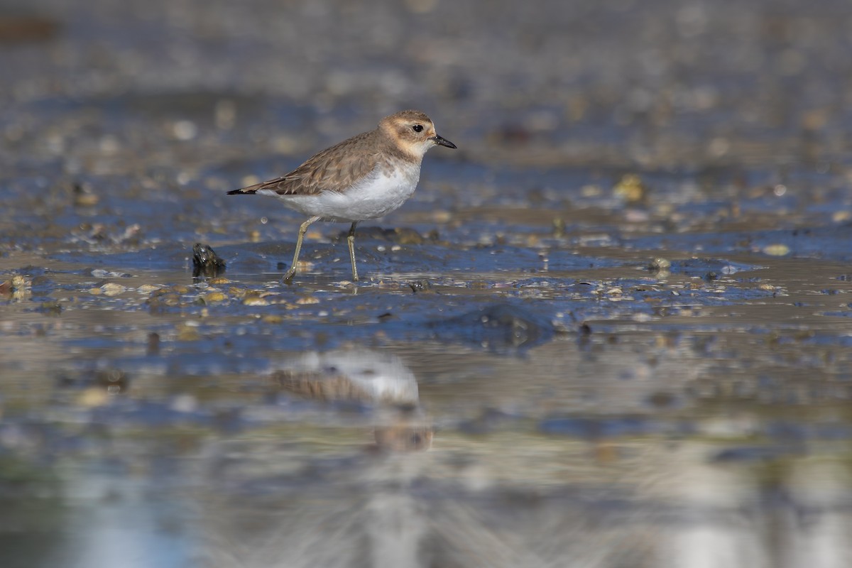 Double-banded Plover - ML638263945