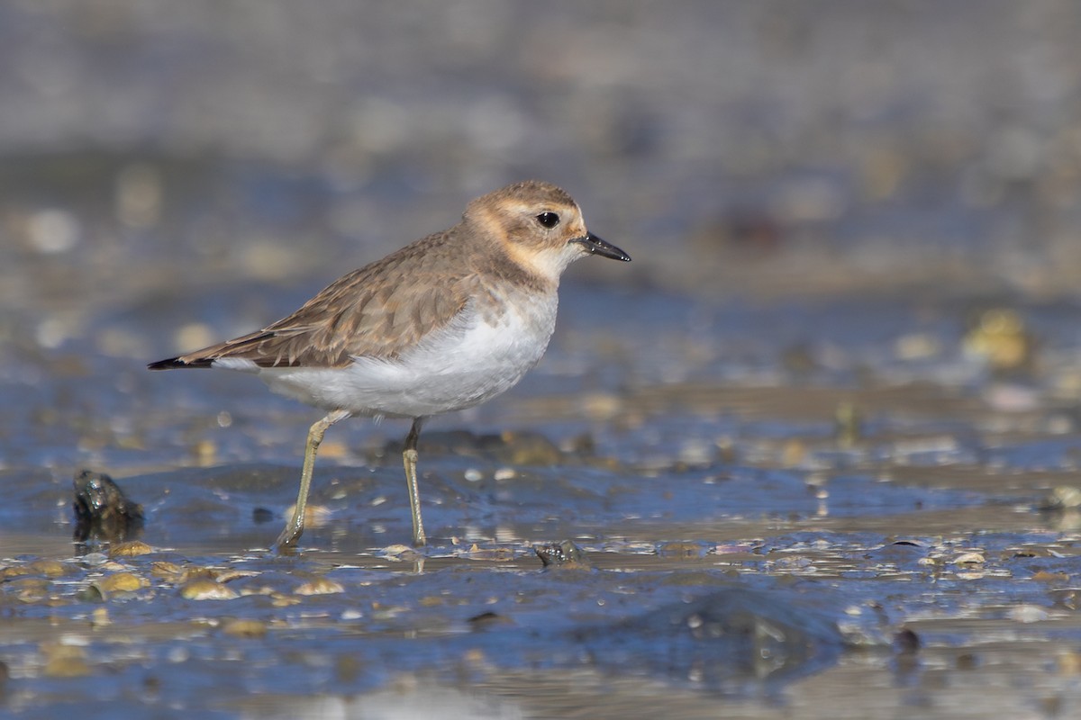Double-banded Plover - ML638263946