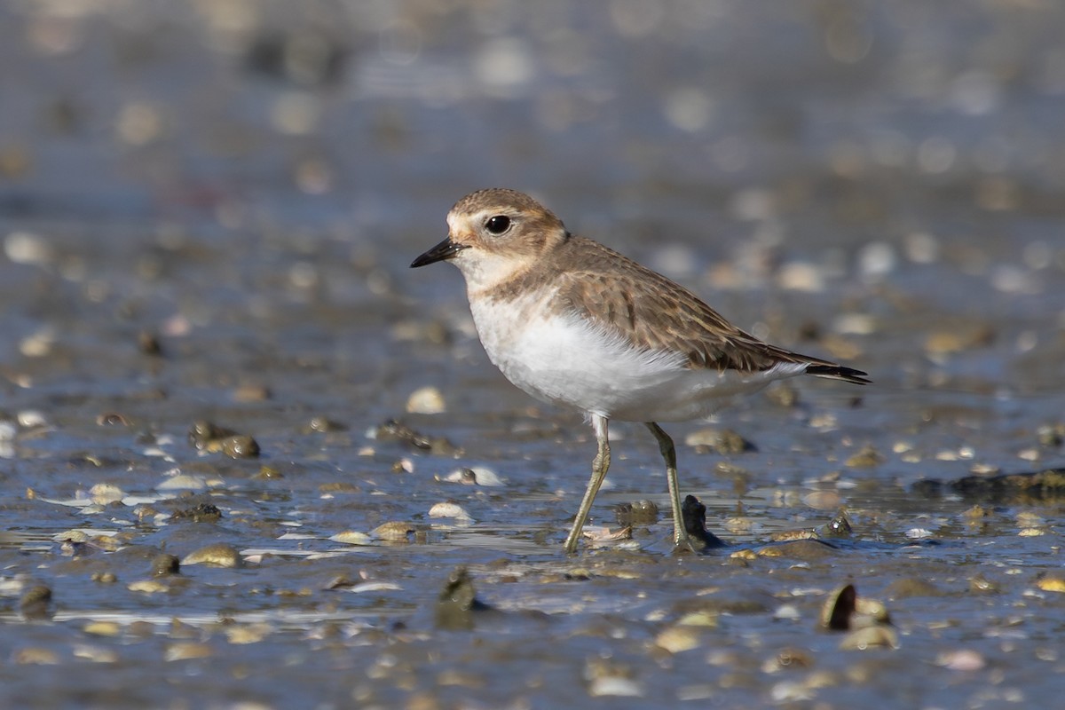 Double-banded Plover - ML638263947