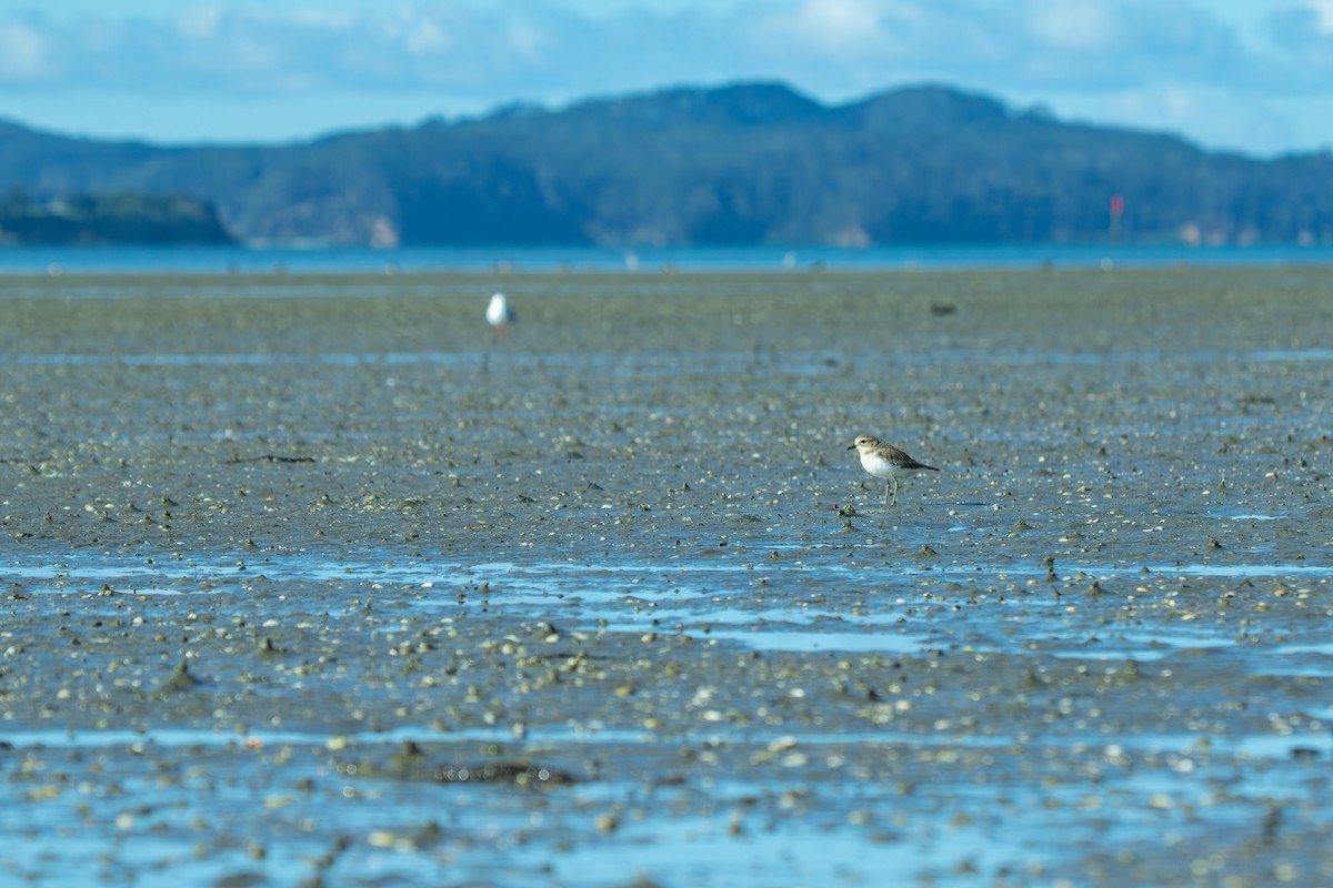 Double-banded Plover - ML638263948