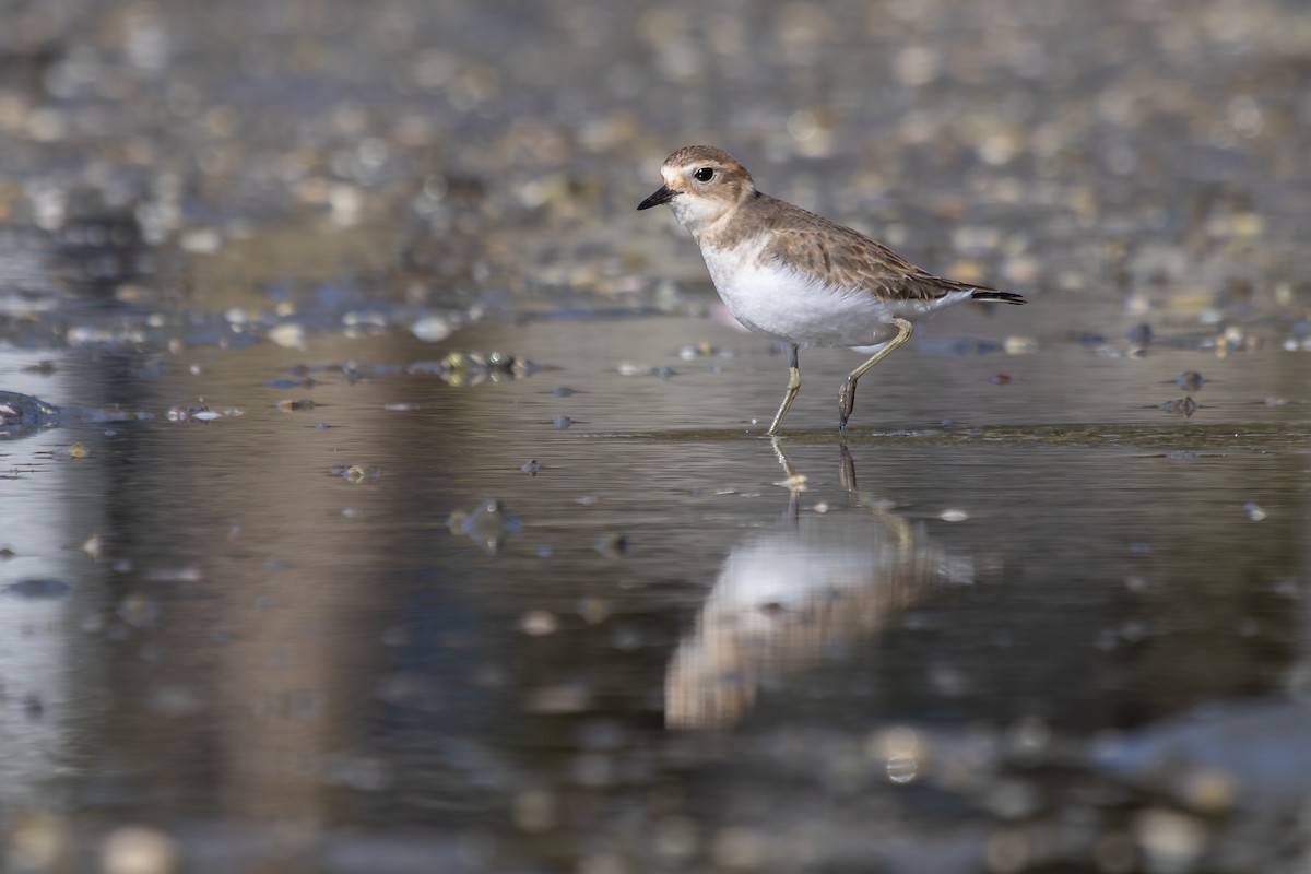 Double-banded Plover - ML638263949