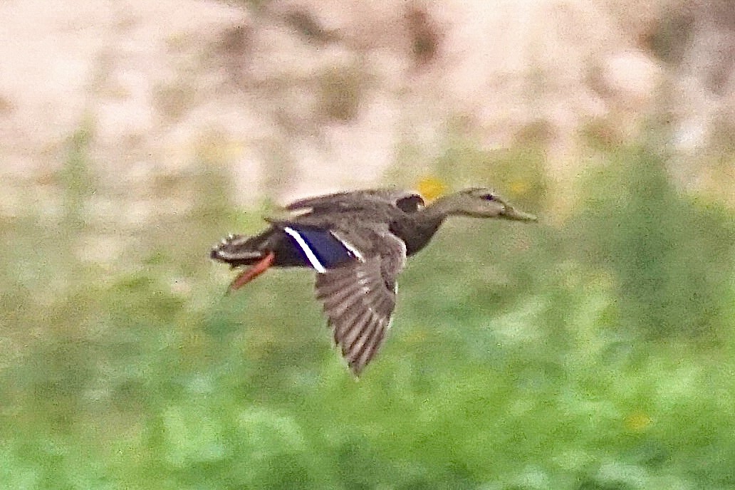 Mexican Duck - ML638263950