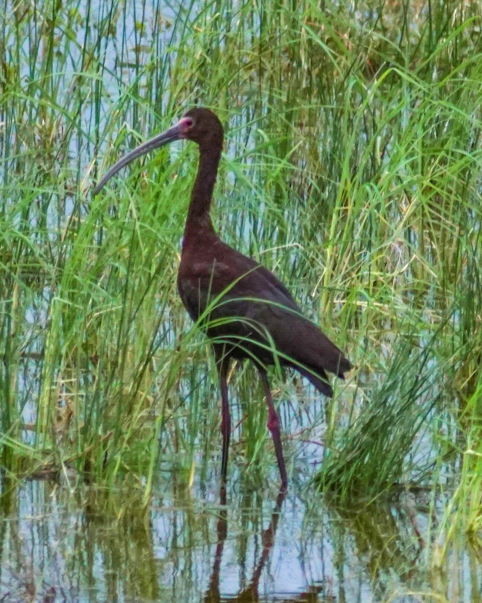 White-faced Ibis - ML638263962