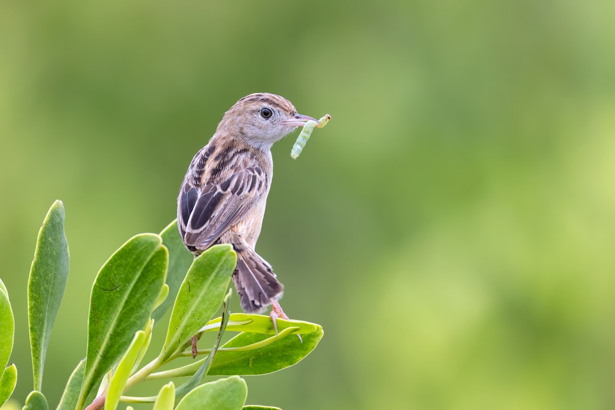 Zitting Cisticola - ML638263969
