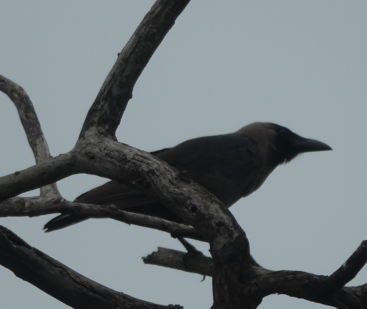 House Crow - ML638263978