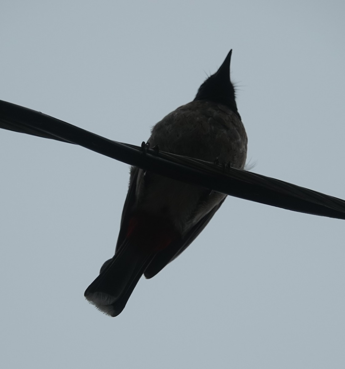 Red-vented Bulbul - ML638263981