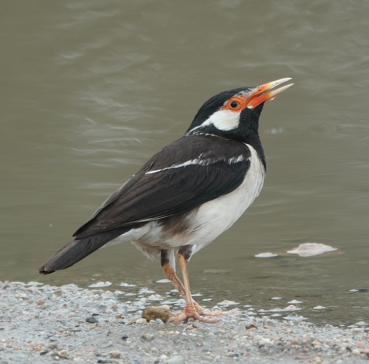 Indian Pied Starling - ML638263994