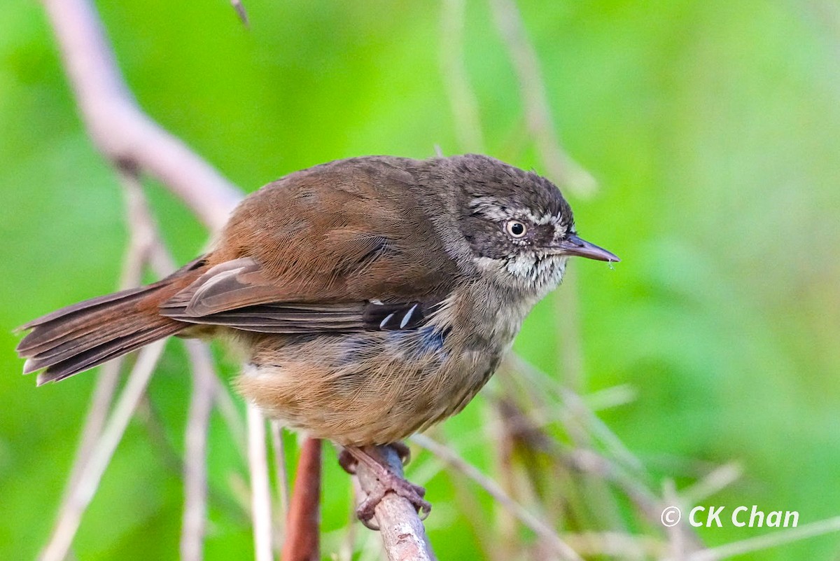 White-browed Scrubwren - ML638264005