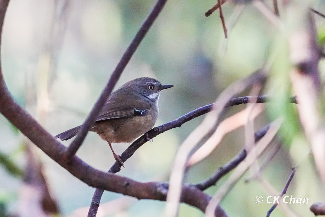 White-browed Scrubwren - ML638264023